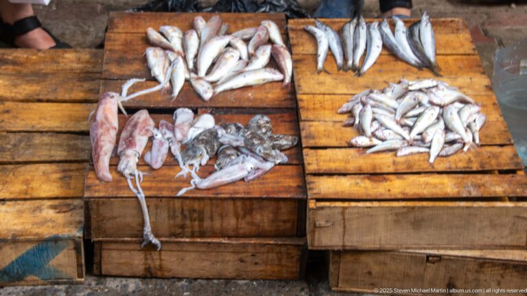Assorted fresh fish and squid arranged in separate piles on wooden market tables.