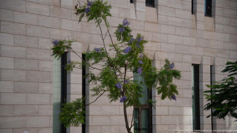 Flowering tree with purple blossoms in front of a pale stone mosque wall with narrow dark windows.