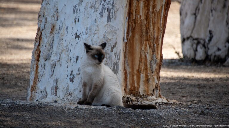 Colorpoint cat sitting on dusty ground between whitewashed tree trunks near Notre-Dame d’Afrique.