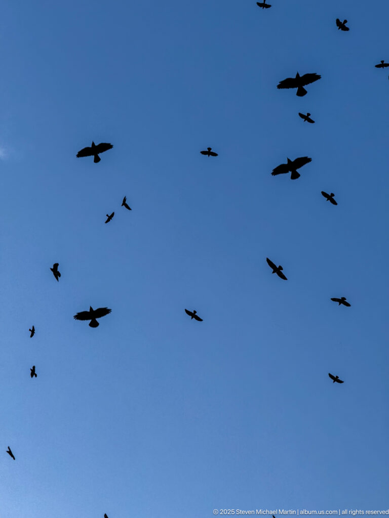 Flock of large dark birds circling at different heights against a clear blue sky.