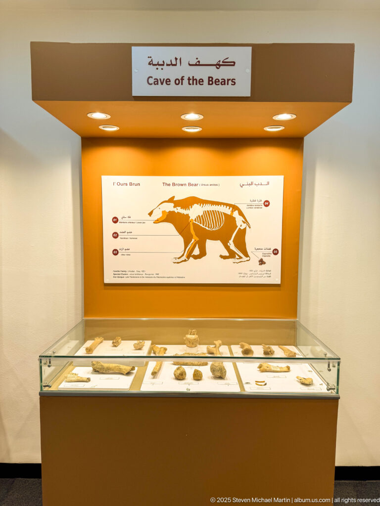 Museum exhibit labeled “Cave of the Bears,” with a bear skeletal diagram above a case of bones and other finds.