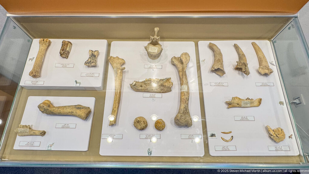 Display case of long bones, jaw fragments, teeth, and smaller animal remains arranged on white mounts.