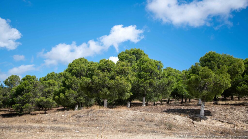 Open grove of mature pine trees on dry ground near Djemila.