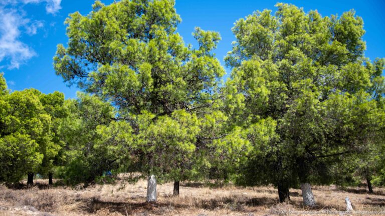 Closer view of pine trees with white-painted lower trunks and sparse dry understory.