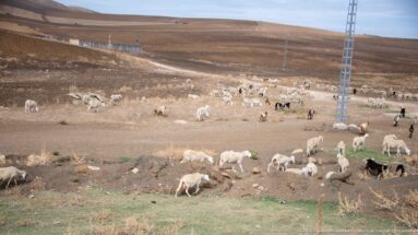 Sheep and goats grazing on dry rolling pasture near the Royal Mausoleum of Numidia, with utility poles crossing the landscape.