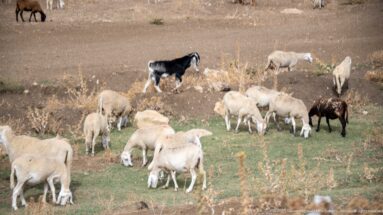 White sheep and black, brown, and pale goats grazing on sparse green vegetation across dry stony ground.