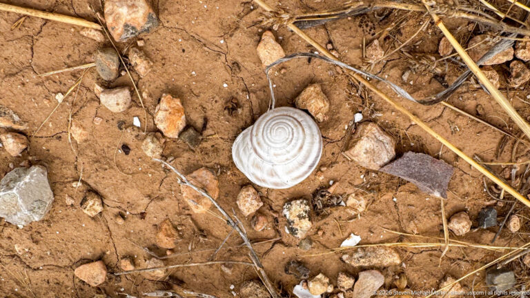 Pale spiral land-snail shell lying on reddish soil among pebbles, dry plant stems, and small fragments at the site.