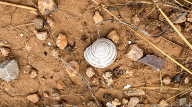 Pale spiral land-snail shell lying on reddish soil among pebbles, dry plant stems, and small fragments at the site.