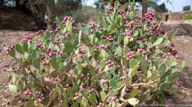 Prickly pear cactus with green flattened pads and many purple-red fruits growing in the Carthage landscape.