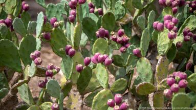 Close view of purple-red prickly pear fruits clustered on green flattened Opuntia cactus pads.