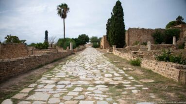 Long ancient stone-paved route bordered by low walls, columns, and trees in the Roman ruins of Carthage.