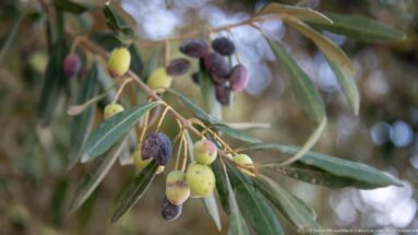 Olive branch bearing green, purple, and dark ripe olives among narrow gray-green leaves.