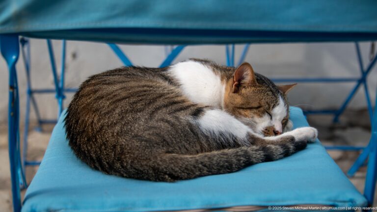 Tabby-and-white cat curled asleep on a bright blue cushioned chair with blue metal framing behind it.