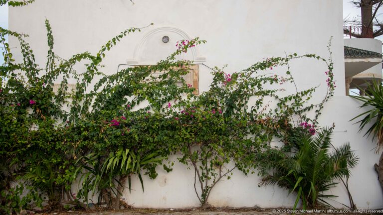 Flowering bougainvillea climbing across a whitewashed wall above dense green garden plants.