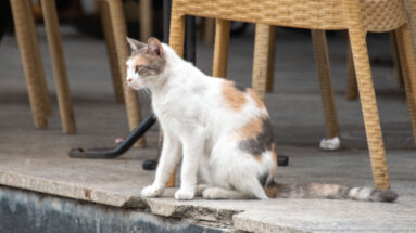 White calico cat sitting on a stone ledge beside woven café chairs in Tunis.