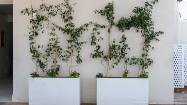 Climbing green vines spreading across a white wall above two rectangular planters with small flowers.