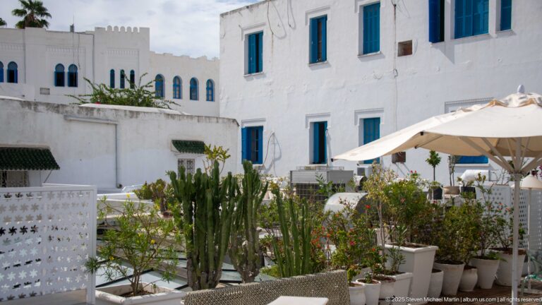 Rooftop terrace with tall cacti, flowering plants, cream umbrellas, white walls, and blue shutters in Tunis.