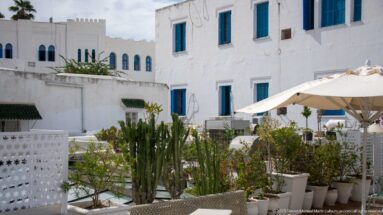 Rooftop terrace with tall cacti, flowering plants, cream umbrellas, white walls, and blue shutters in Tunis.