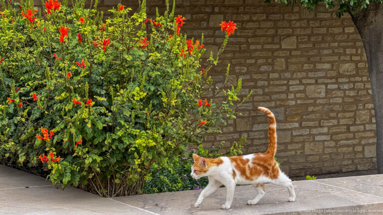 Orange-and-white cat walking on paving beside red flowers and a tan masonry wall.