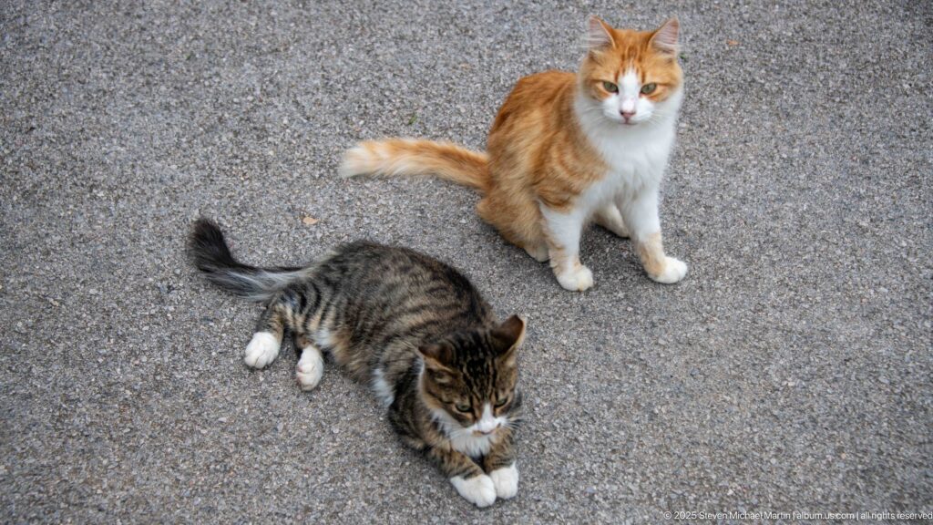 Orange-and-white and tabby cats sit and lie on gray paving near the cemetery entrance.