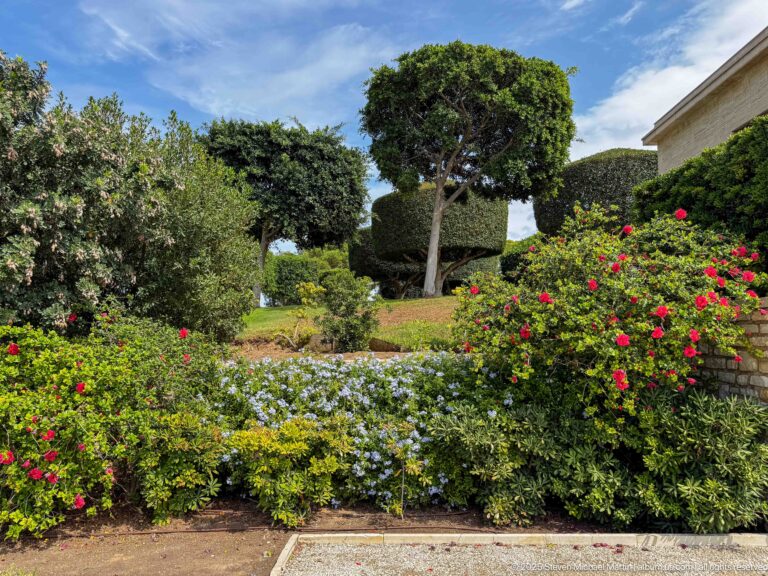 Colorful flower beds with roses, blue blossoms, clipped hedges, and a mature sculptural tree beside pale stone architecture.