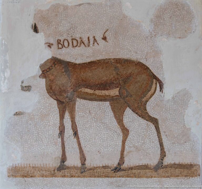 Brown four-legged animal standing in profile beneath the mosaic inscription BODAIA on a pale background.