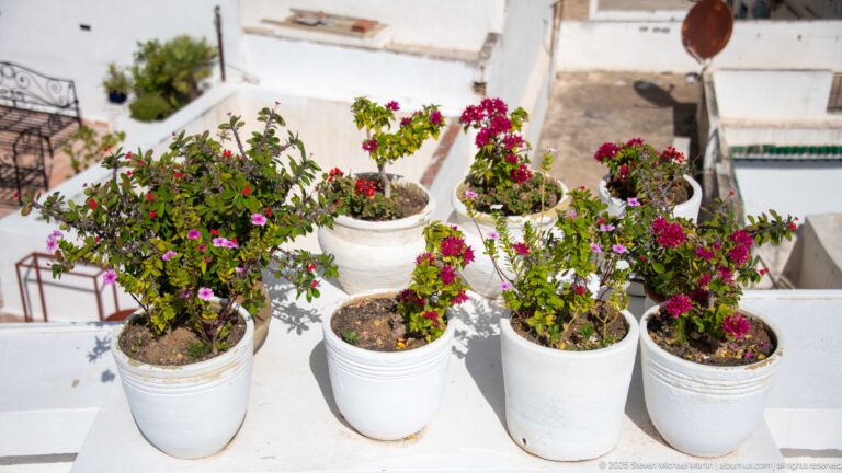 White pots of vivid magenta bougainvillea arranged on a sunlit rooftop terrace with pale walls behind.