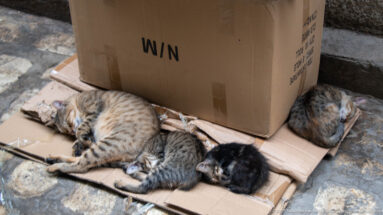 Several tabby and dark-coated cats sleeping together on flattened cardboard beside a large box on stone pavement.