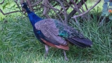 Male peacock with vivid blue neck and patterned wings standing beneath dense garden shrubs and grasses.