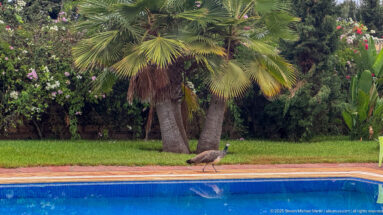 Brown-gray female peafowl walking beside a bright blue swimming pool with palms and dense garden vegetation behind.