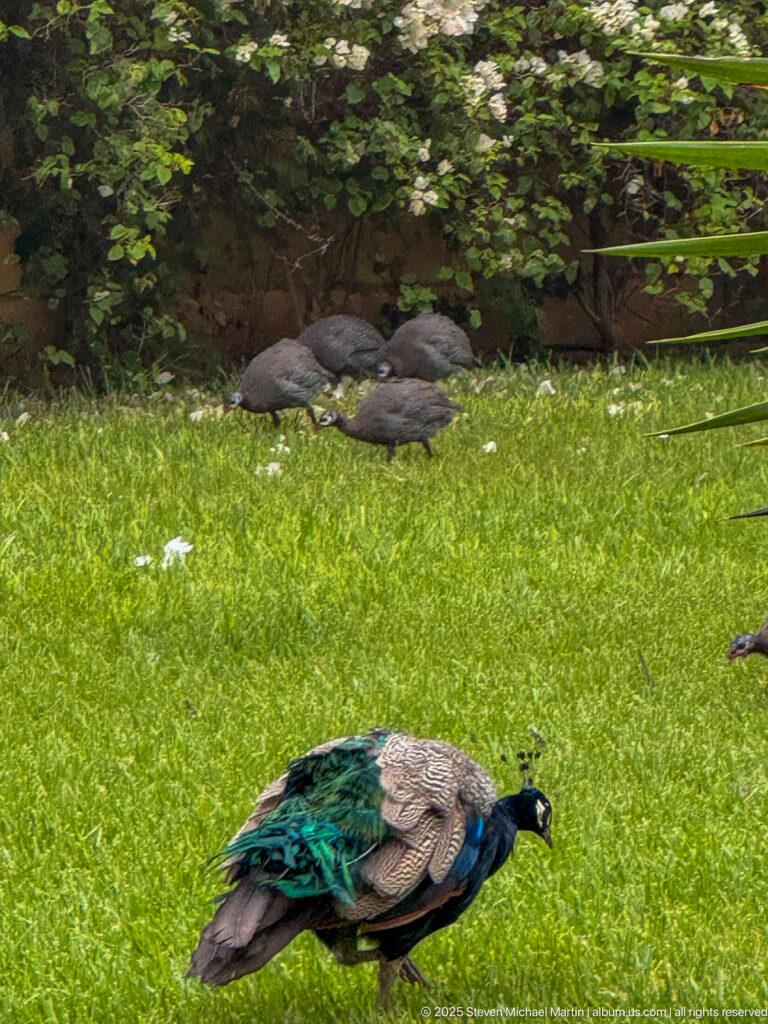 Male peacock with iridescent blue-green neck foraging on a lawn, with several resting birds beneath shrubs behind.