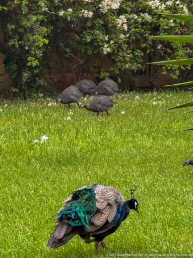 Male peacock with iridescent blue-green neck foraging on a lawn, with several resting birds beneath shrubs behind.