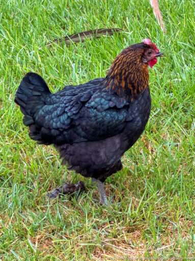 Dark domestic hen with copper-brown neck feathers and red comb standing in profile on green grass.