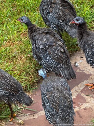 Several spotted helmeted guineafowl gather beside a paved garden edge, showing blue heads and red facial wattles.