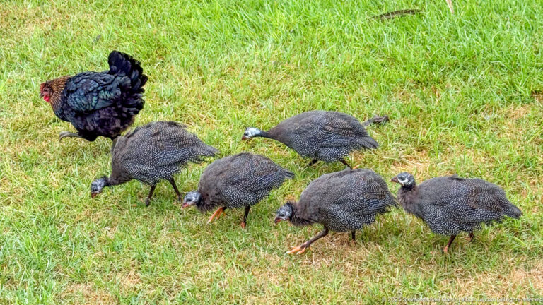 Six spotted guineafowl forage on a green lawn with a dark domestic hen standing behind them.