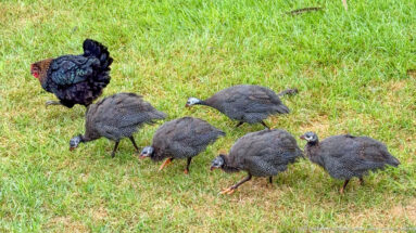Six spotted guineafowl forage on a green lawn with a dark domestic hen standing behind them.