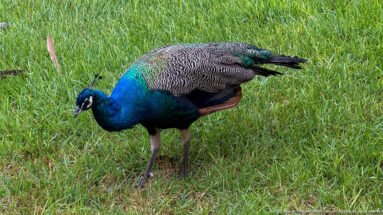 Close side view of a male peacock foraging on grass, with cobalt-blue neck, green breast, and patterned gray wings.