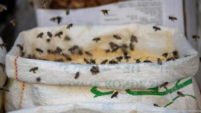 Dozens of bees flying and resting around open woven sacks filled with pale grain or seeds.