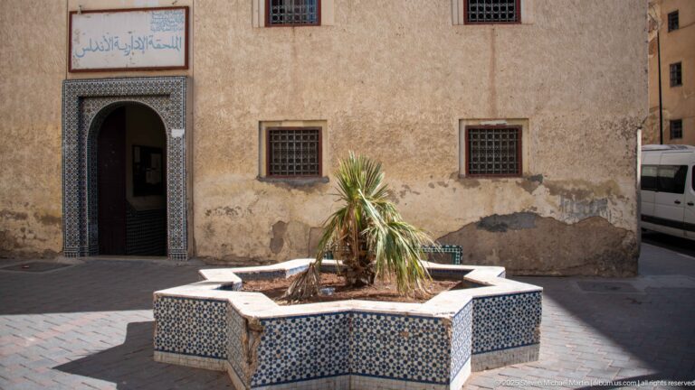 Star-shaped blue-and-white tiled basin with a small palm in a courtyard beside a zellij-framed doorway.