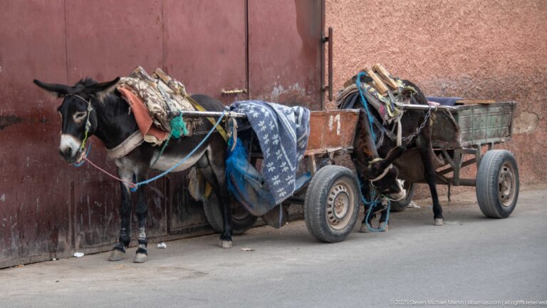 Two harnessed donkeys standing beside a small two-wheeled utility cart against a weathered red wall.