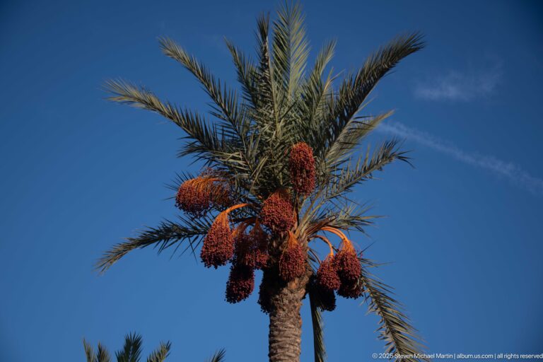 Fruit-laden date palm with dense reddish-brown date clusters and green fronds against a clear blue sky.
