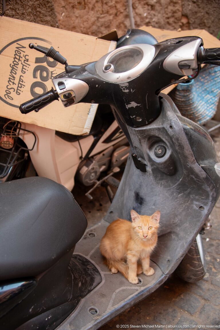 Small ginger kitten sitting on the footboard of a dusty black motor scooter with another scooter parked behind.
