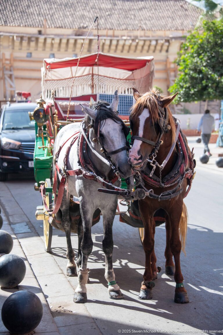 Two harnessed carriage horses, one gray and one chestnut, standing at the curb with a green passenger carriage behind.
