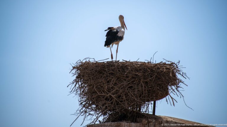 White stork standing on a large stick nest against a clear blue sky.