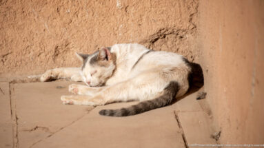 White and gray domestic cat sleeping curled on a stone ledge against an ochre wall at Badii Palace.
