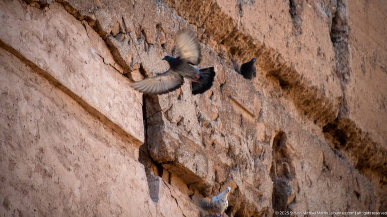 Pigeons perch in holes and fly beside a rough, weathered earthen wall at Badii Palace in Marrakech.