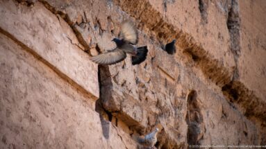 Pigeons perch in holes and fly beside a rough, weathered earthen wall at Badii Palace in Marrakech.