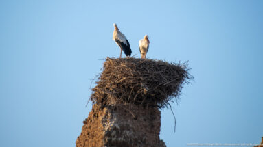 Two white storks standing on a large stick nest atop a weathered wall at Badii Palace under a blue sky.