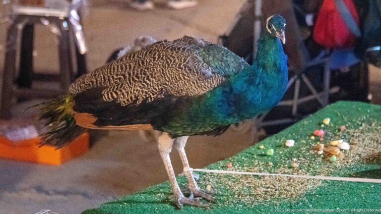 Male peacock standing in profile on green carpeting with iridescent blue-green neck and patterned wings.