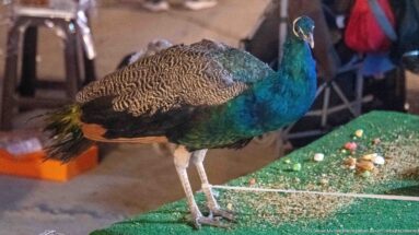 Male peacock standing in profile on green carpeting with iridescent blue-green neck and patterned wings.